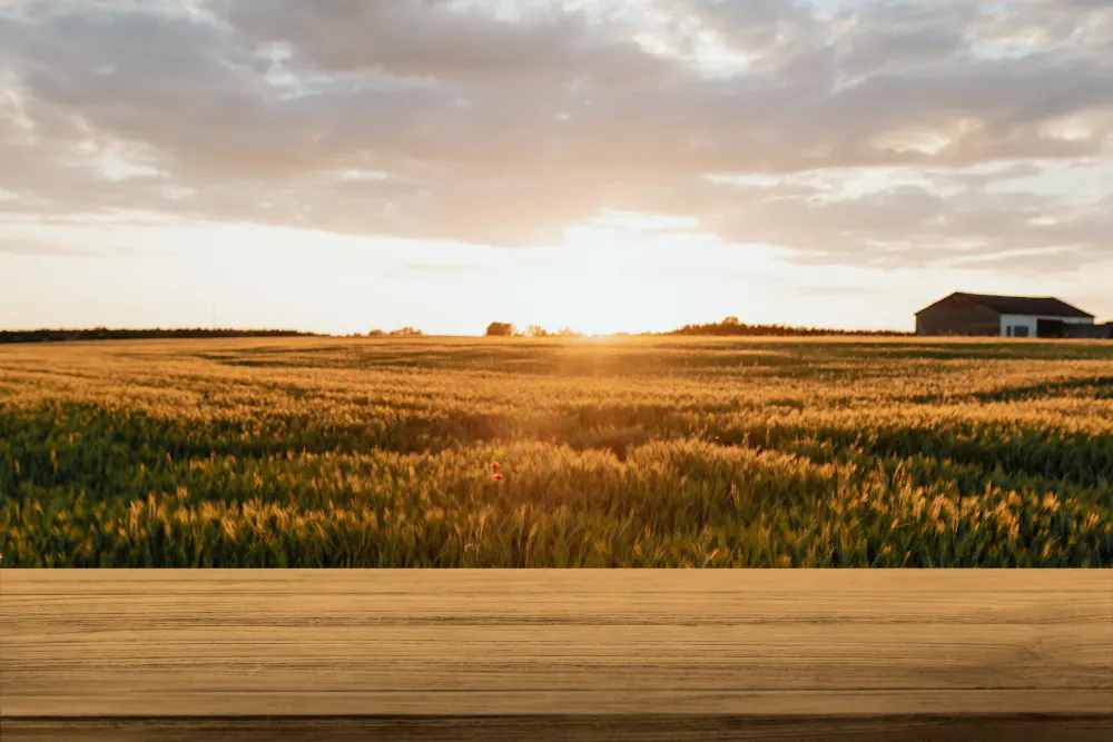 Programas do governo de incentivo e financiamento agrícola